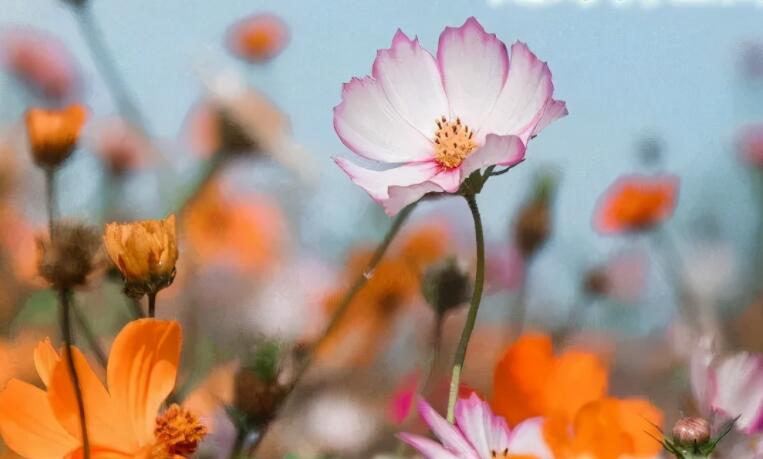 夏天问候早安的简短句子文案