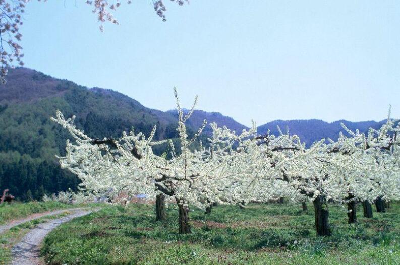 春季养生的短句