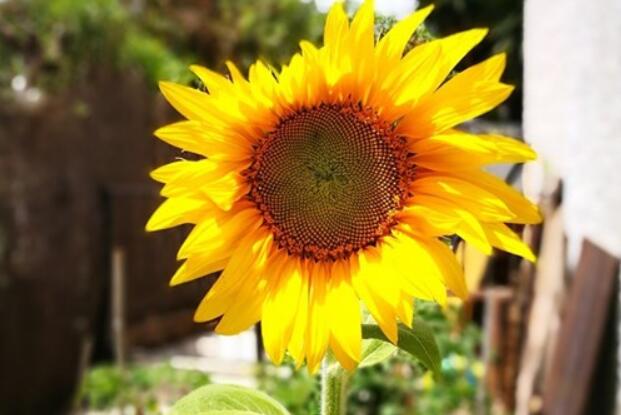 幸福的句子文案说说心情