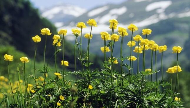 花未央人未老唯美句子文案