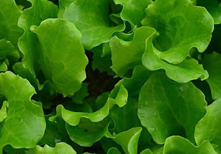 表达自己家种绿色蔬菜的句子文案