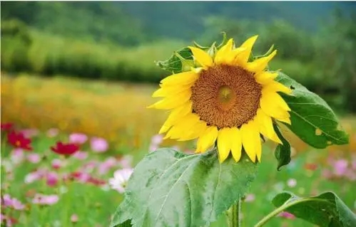 享受风景好心情短语