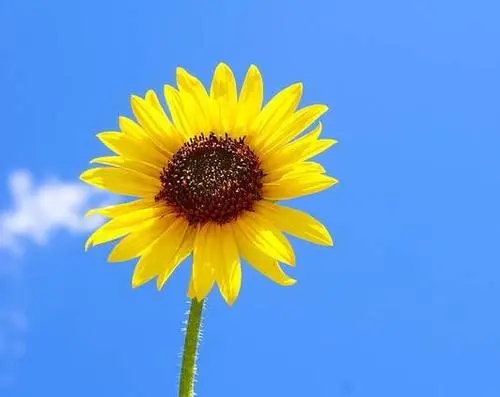 带微笑的早安心语