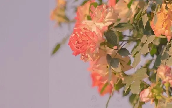 送给同事的一句话简短