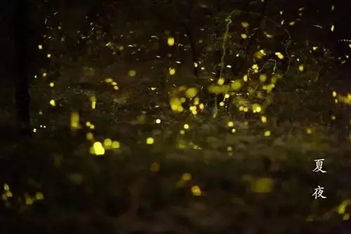 农村夏夜的美景写一段话