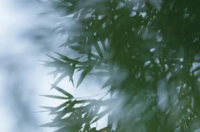 绿色的优美句子文案