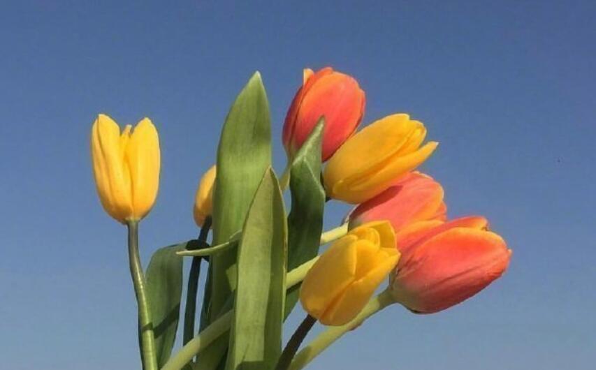 打动人心的早安心语