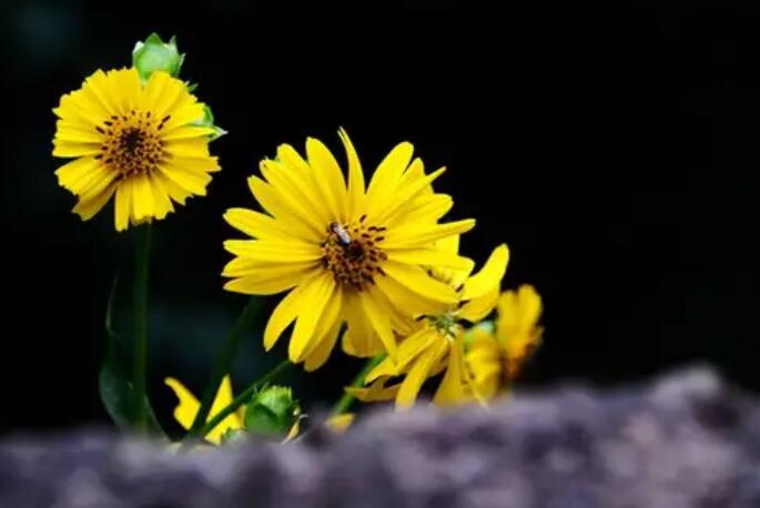 老养小小养老经典句子文案