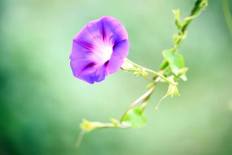 描写牵牛花的优美句子文案