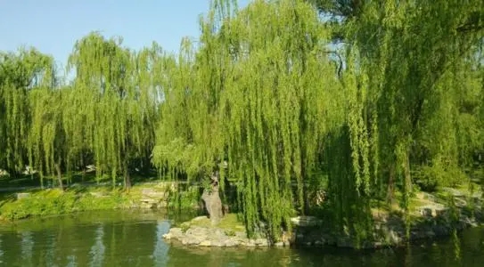 春天的柳树描写