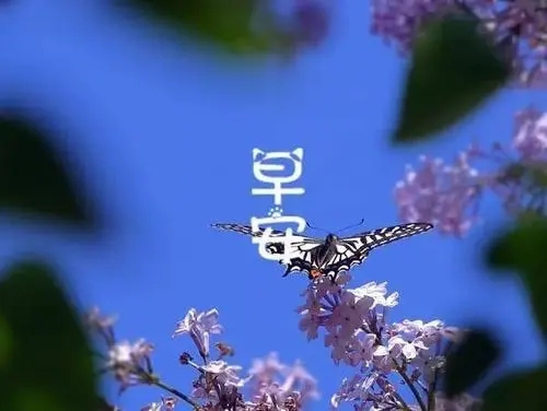 好心情迎接新的一天的语句文案