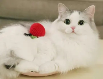 关于猫的温暖文字简短