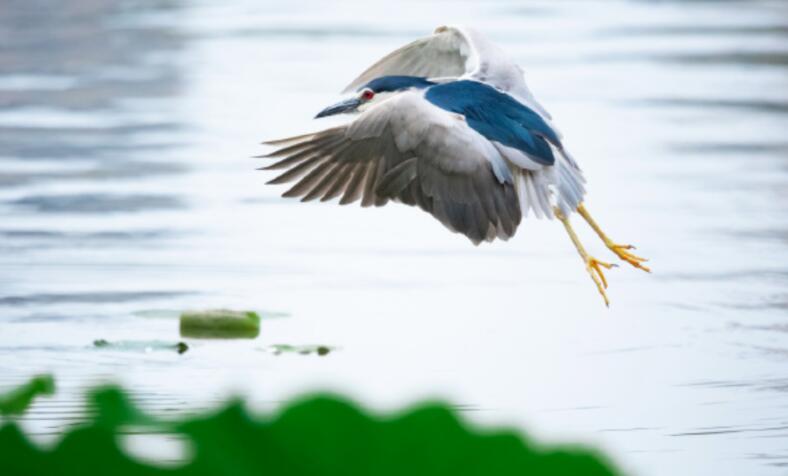 形容七月的诗句文案