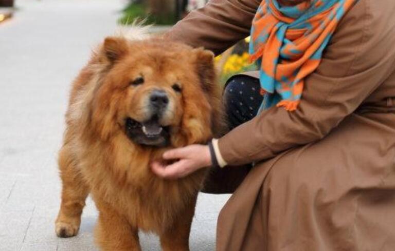 朋友圈晒狗配文