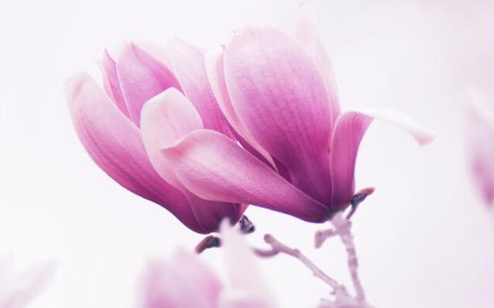 表达夫妻感情的古诗词