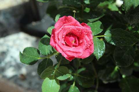 感情的名言名句文案简短