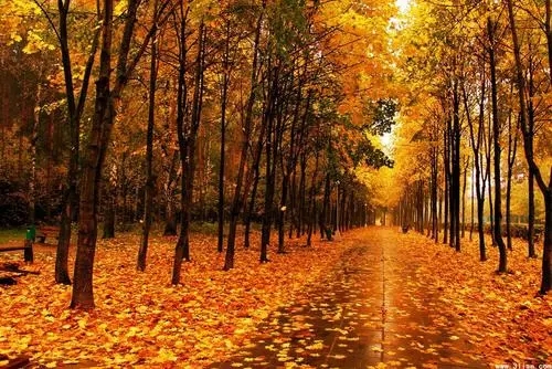 关于秋天的句子文案摘抄小学生