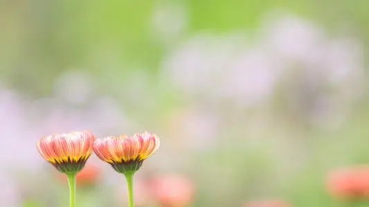 精彩开头结尾摘抄大全