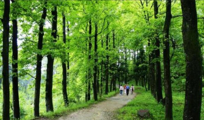 赞美绿色风景优美的句子文案