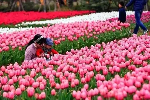 姐妹们一起看花发朋友圈