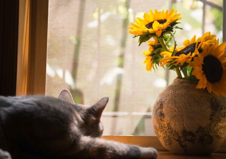 女人漂亮的活着的语录文案