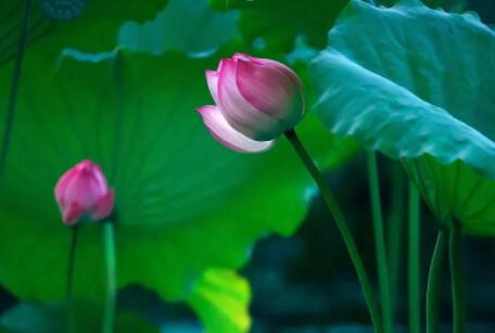 女人心态阳光的句子文案