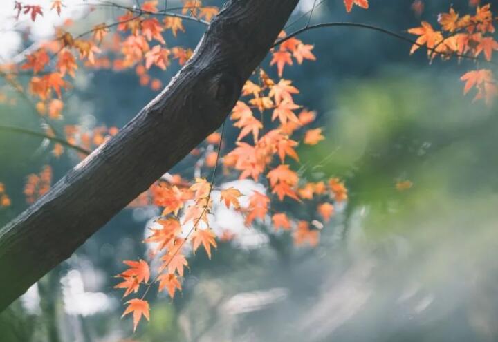 赞美秋分的诗词