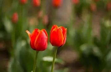 赞美春天阳光的句子文案