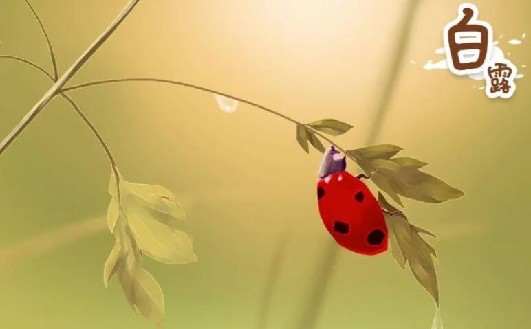 关于白露的图片及诗句文案