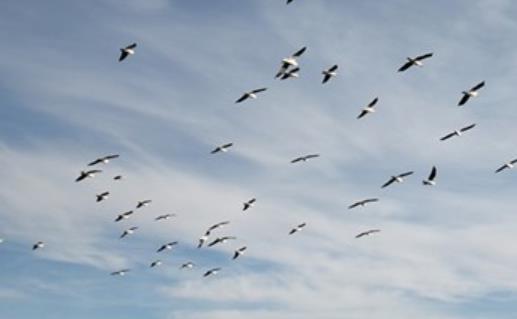 适合摘抄的优美句子文案