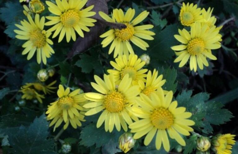 描写含有植物的画面句子文案