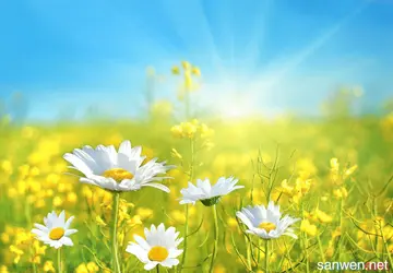 晚上花开的很美句子文案