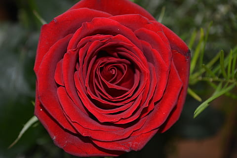 表白的话真实点的情书