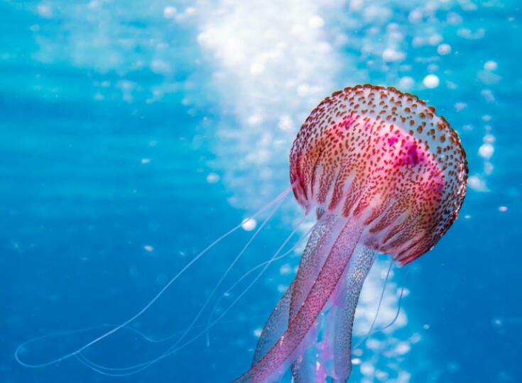 关于海洋的唯美句子文案英文