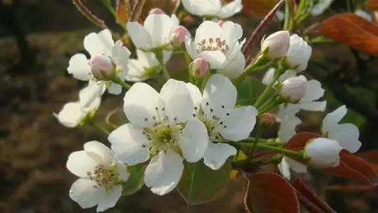 梨花的唯美句子文案