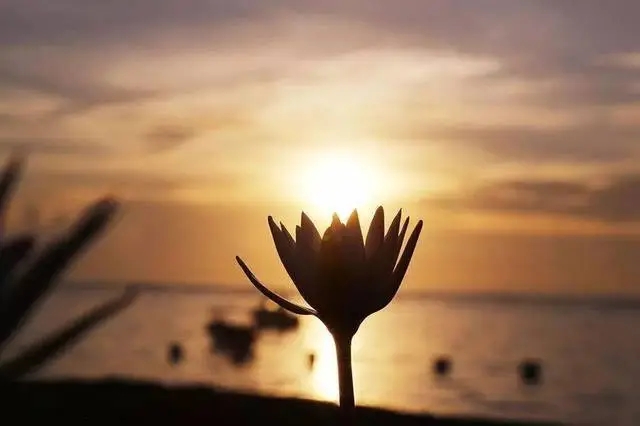 思念离世至亲的诗句文案