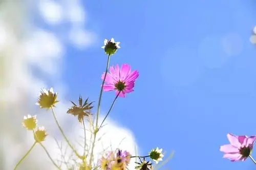 拍花朵发朋友圈怎么写