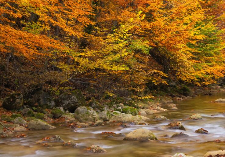 森林文艺句子文案