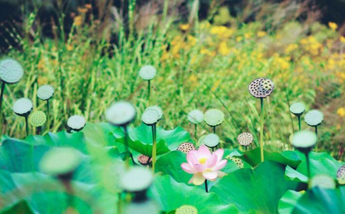 夏天荷花的小清新文案