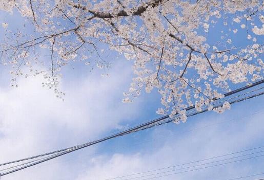 跟花有关的表白的句子文案