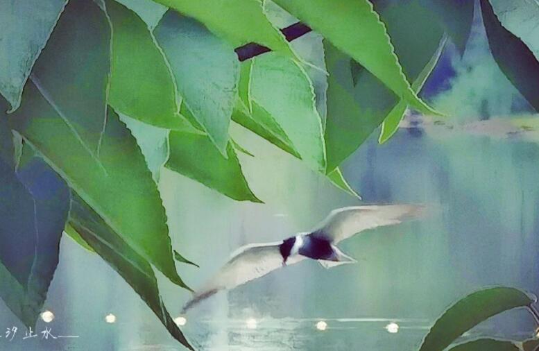 清晨的天气微凉的句子文案