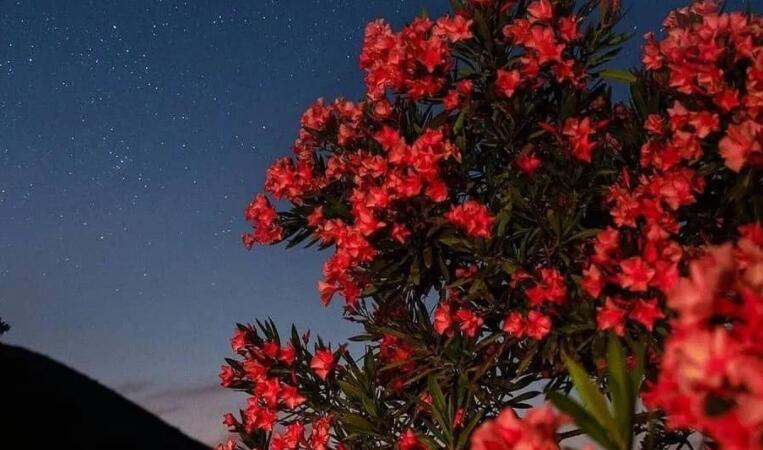 句子文案摘抄50字