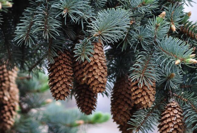 二年级植树古诗