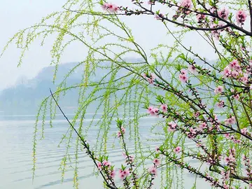 描写春天柳树的好句子文案