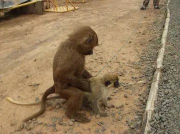 形容猴子的搞笑句子文案