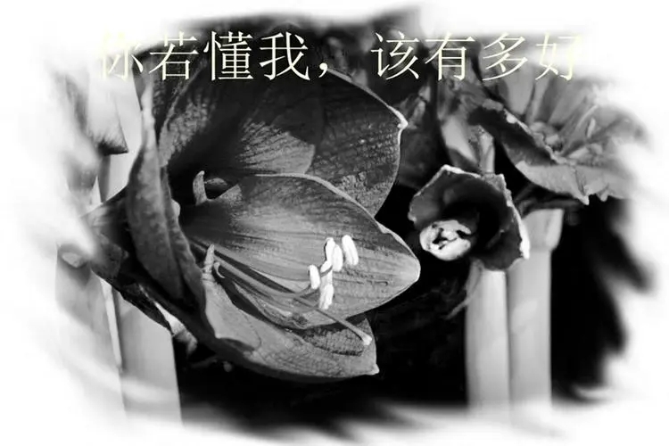 你若懂我经典语录文案