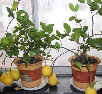 形容柠檬树花优美句子文案