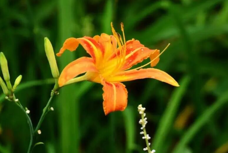 女儿思念亡母的句子文案