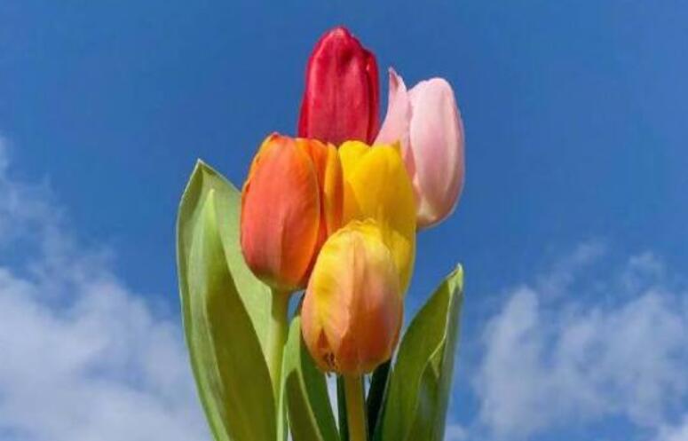 早上好精美问候语