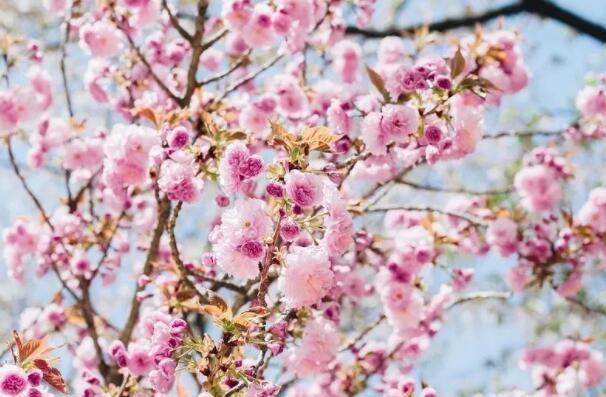 形容桃花的词语